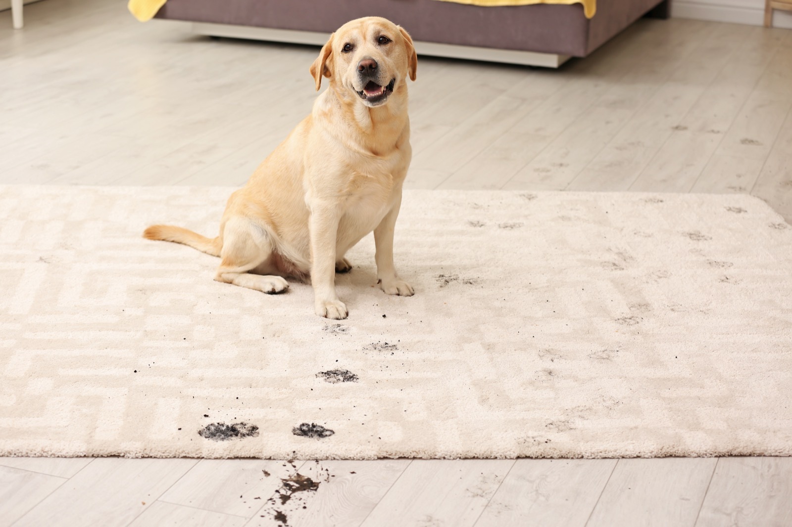 The Best Rug Materials in a Home with Pets in Asheville, NC
