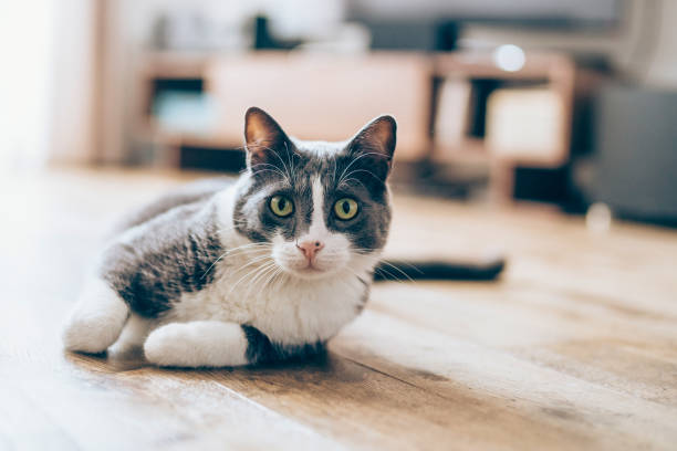 The Best Flooring For Your Pets - Carpet Mart 