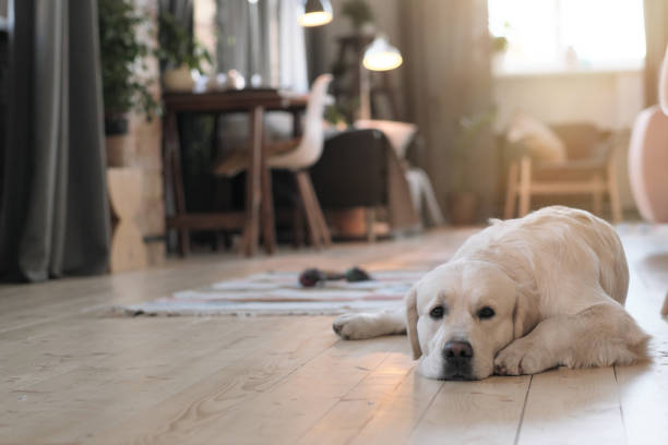 The Best Flooring For Your Pets - Roberts Dec 2021 - copy