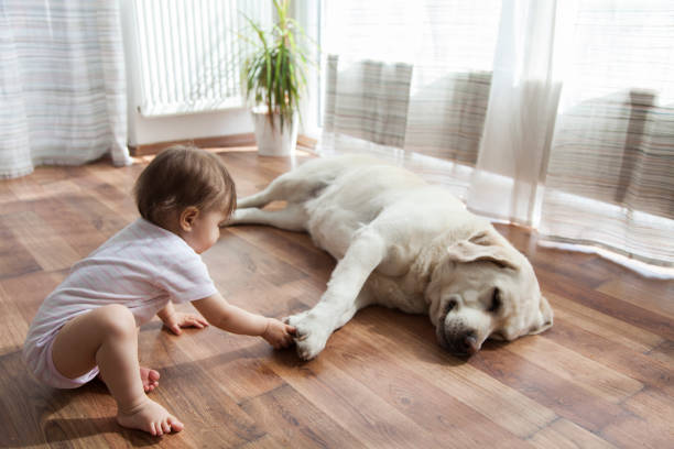 The Top Flooring Options For Pet Owners