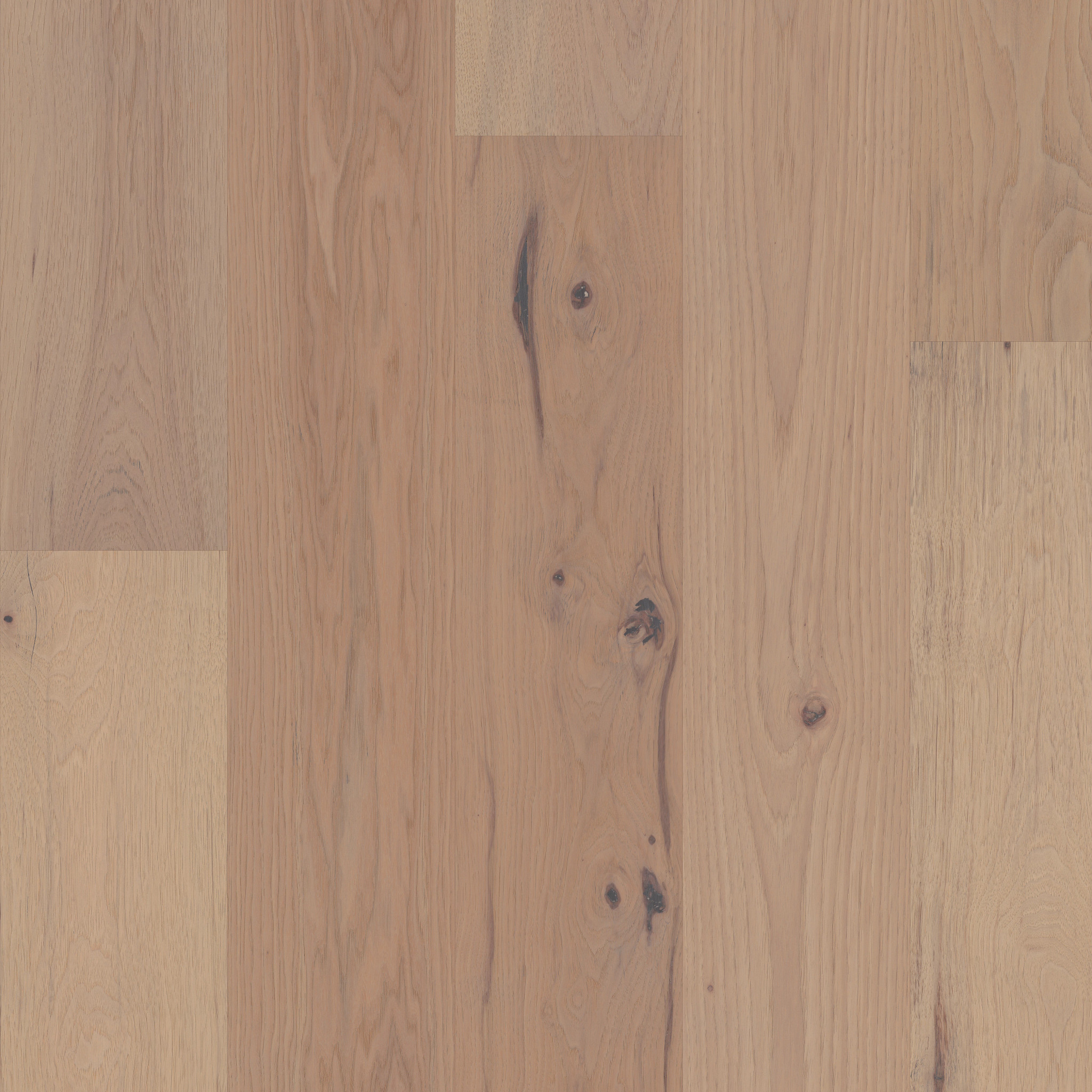 Barley 11061